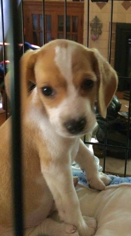 Entry image for Sonny. Clicking this image will show a larger photo