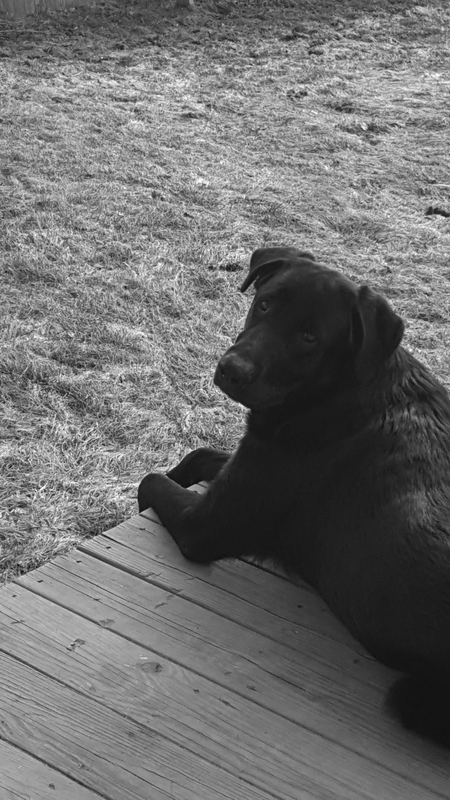 Entry image for Bear. Clicking this image will show a larger photo
