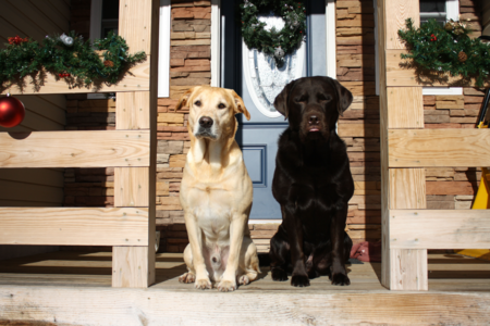 Entry image for Jake is the Yellow Lab, Cooper is the Chocolate Lab. Clicking this image will show a larger photo