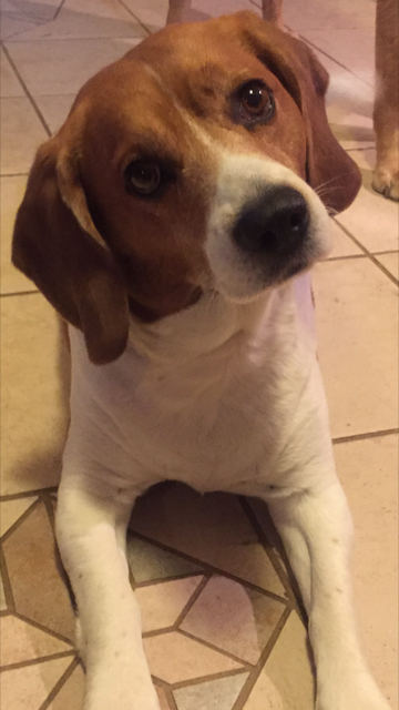Entry image for Buddy. Clicking this image will show a larger photo