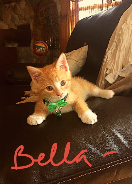 Entry image for Bella. Clicking this image will show a larger photo