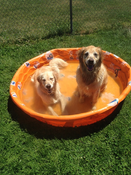 Entry image for Maisy & Raine. Clicking this image will show a larger photo