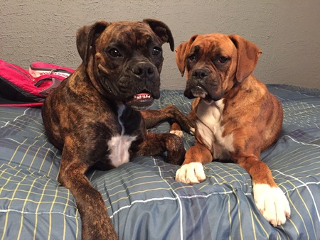 Entry image for Isabella and Sophia . Clicking this image will show a larger photo