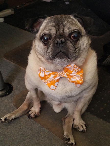 Entry image for Rocky. Clicking this image will show a larger photo