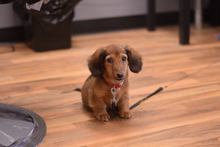 Entry image for Frankie. Clicking this image will show a larger photo