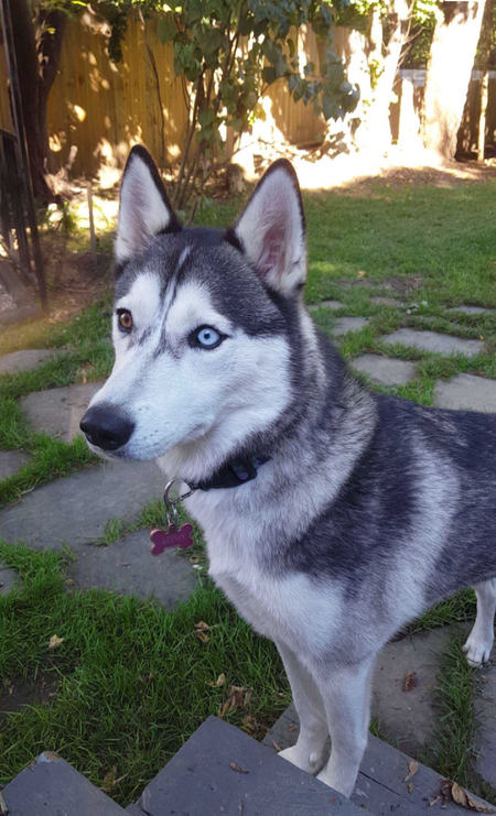Entry image for Luna. Clicking this image will show a larger photo