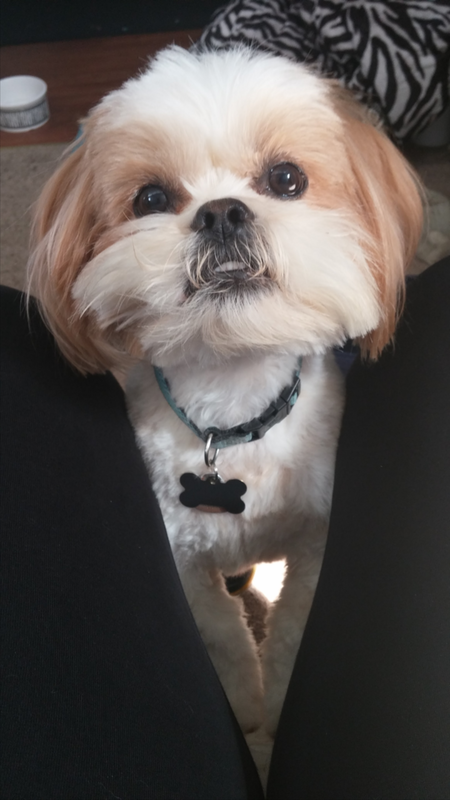 Entry image for Marley. Clicking this image will show a larger photo