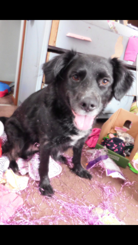 Entry image for Roxy. Clicking this image will show a larger photo