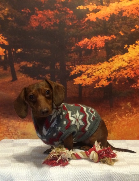 Entry image for Tootsie Roll. Clicking this image will show a larger photo
