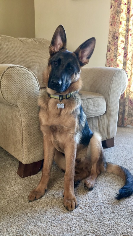 Entry image for Ziggy. Clicking this image will show a larger photo