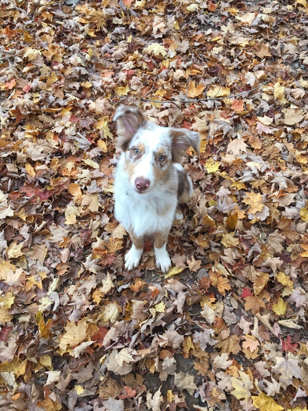 Entry image for Koda. Clicking this image will show a larger photo