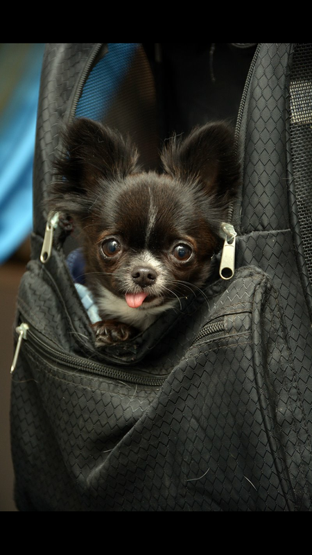 Entry image for Mellie. Clicking this image will show a larger photo