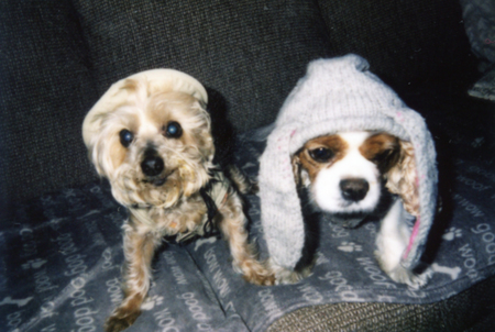 Entry image for Cooper and Bella. Clicking this image will show a larger photo
