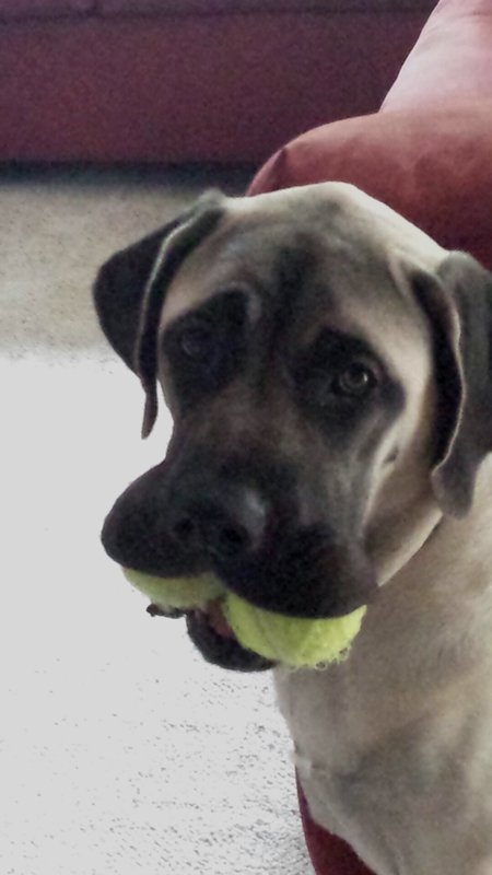 Entry image for Luna / English Mastiff. Clicking this image will show a larger photo