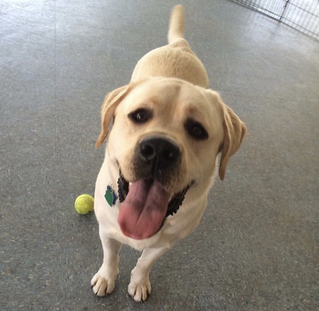 Entry image for Otis. Clicking this image will show a larger photo