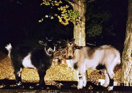 Entry image for Daisy & Duke. Clicking this image will show a larger photo