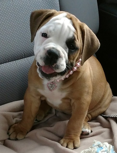 Entry image for Lucy. Clicking this image will show a larger photo