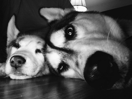 Entry image for Timber & Minka. Clicking this image will show a larger photo