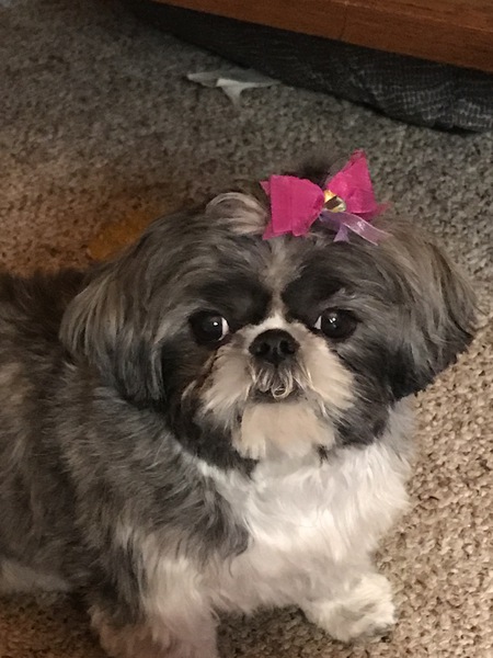 Entry image for Rosie. Clicking this image will show a larger photo