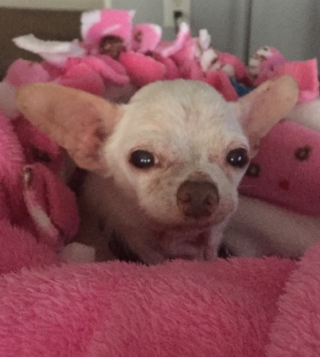Entry image for Nacho. Clicking this image will show a larger photo