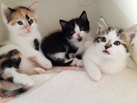 Foster kittens