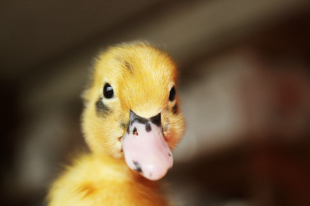Pato