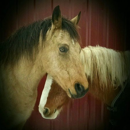 Tex and Cowboy