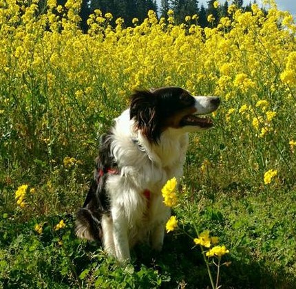 Skye