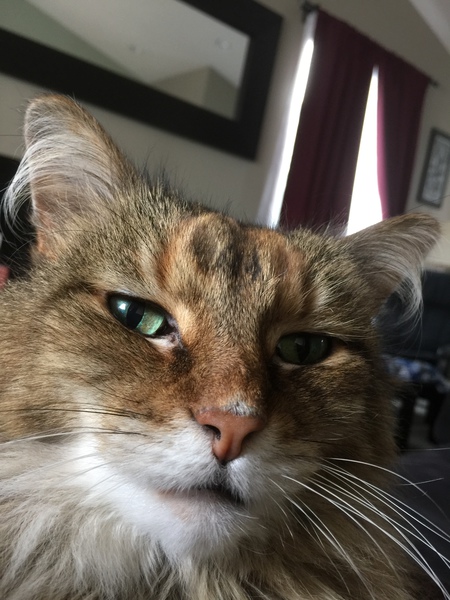 Stella