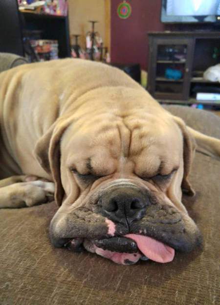 Hank