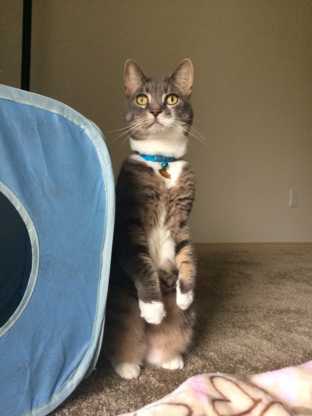 Nova