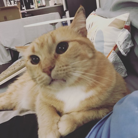 Gingy 