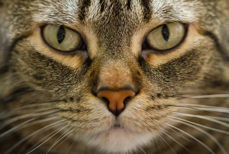 Feliks