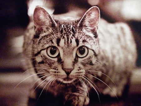 Maggie