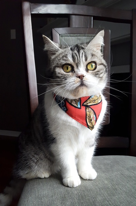 Stella
