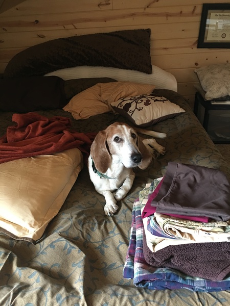 Rufus
