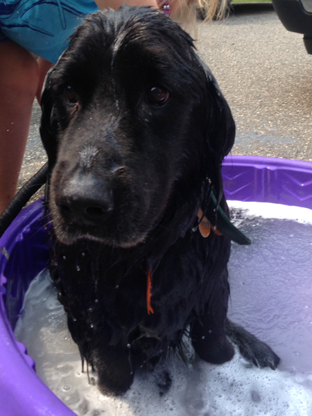 Barney
