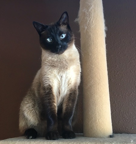Simon