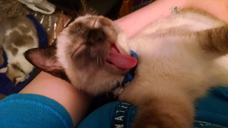 Squeaker