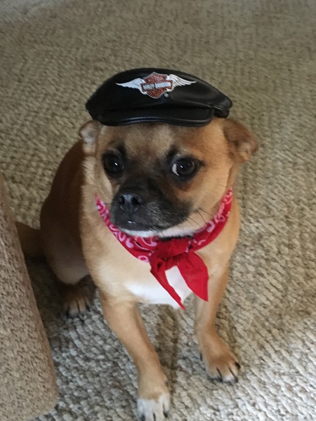 Ringo