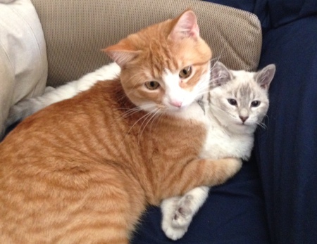 Wheatly the orange tabby and Lyra the Siamese kitten
