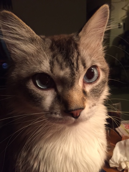 Meerick