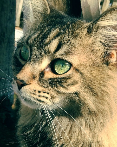 Bella 