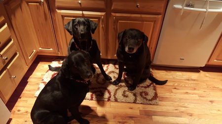 Kylie, Bailey and Hunter