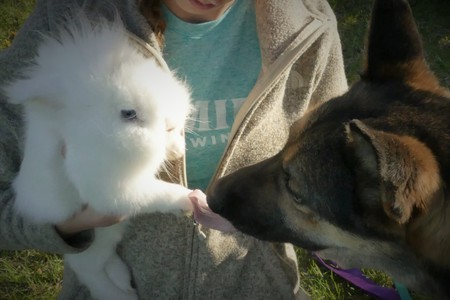 Ueli (dog) and Milton (bun)