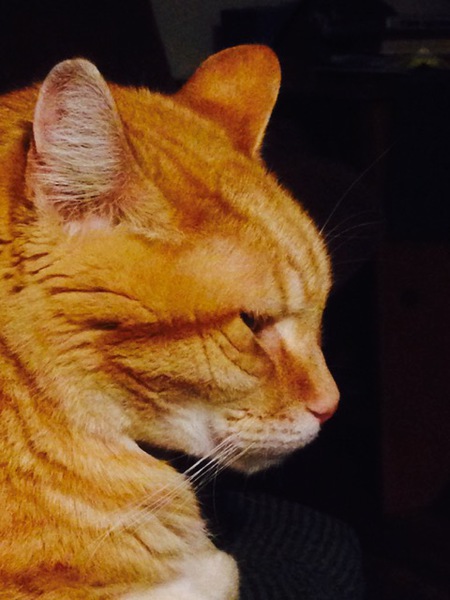 Milo