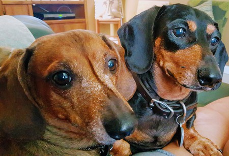 Weenie Fettuccine and Lucy Belle