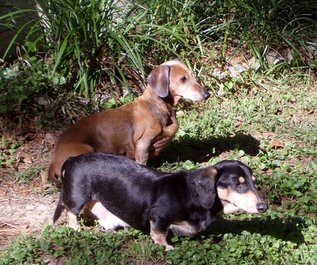 Peanut & Chadwick