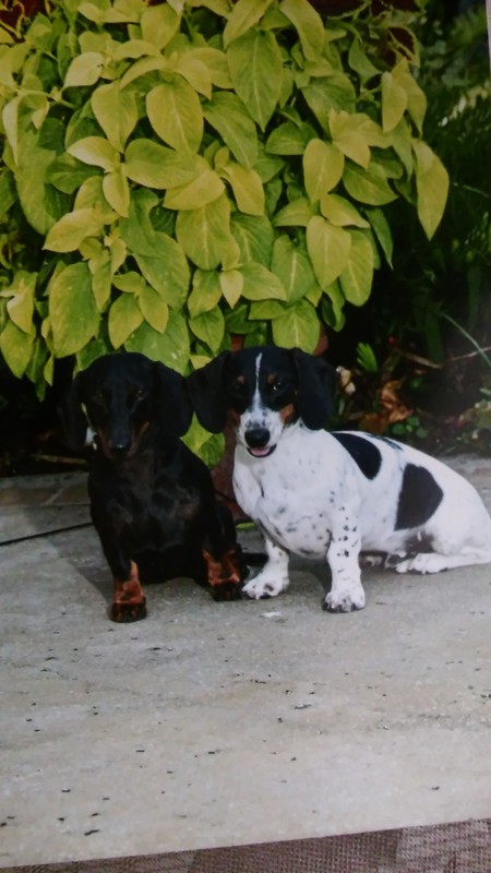 Max and patches 