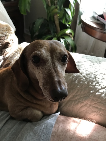 Rosie 